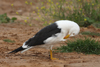 1cy fuscus in August, ringed in Finland. (81365 bytes)
